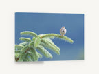 Sparrow on the Spruce, sparrow on spruce branch photograph, floral canvas wall art print ready to hang