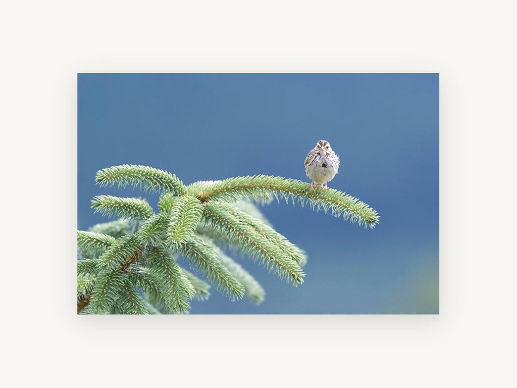 Sparrow on the Spruce, floral canvas wall art print, front view