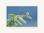Sparrow on the Spruce, floral canvas wall art print, front view