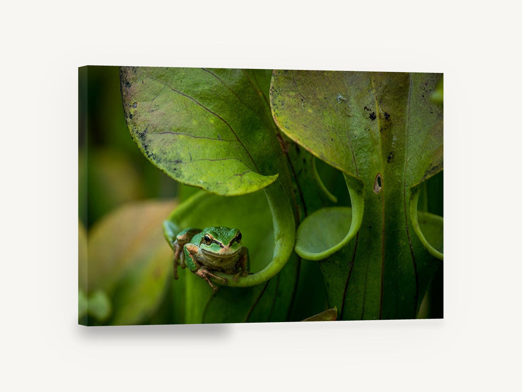 Frog in the Pitcher, green tree frog on pitcher plant photograph, floral canvas wall art print ready to hang