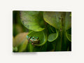 Frog in the Pitcher, green tree frog on pitcher plant photograph, floral canvas wall art print ready to hang