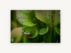 Frog in the Pitcher, floral canvas wall art print, front view