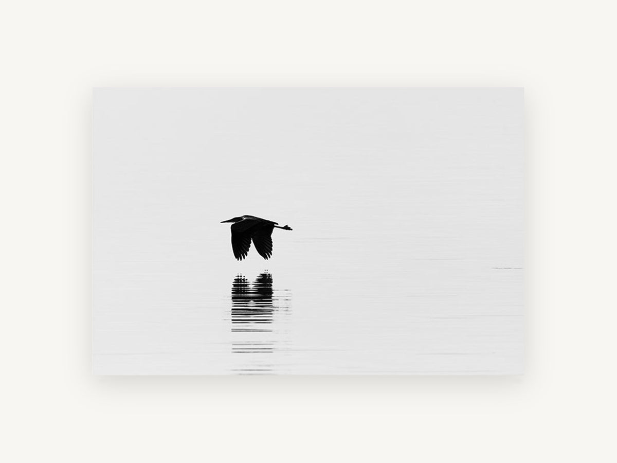 Heron Skimming Still Water, floral canvas wall art print, front view