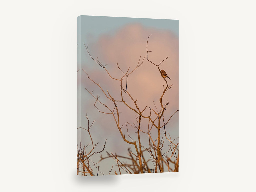Dawn Perch, bird on bare branch photograph, floral canvas wall art print ready to hang