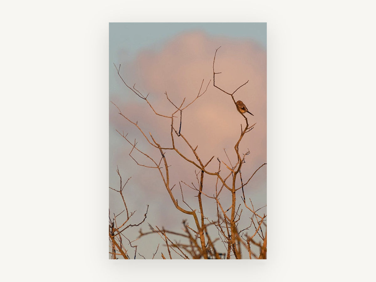 Dawn Perch, floral canvas wall art print, front view