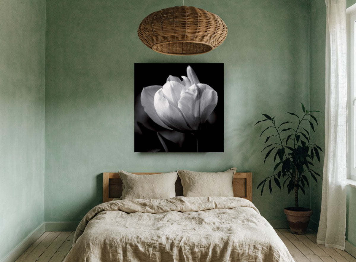 White Tulip in Shadow floral canvas print on the wall of a bedroom