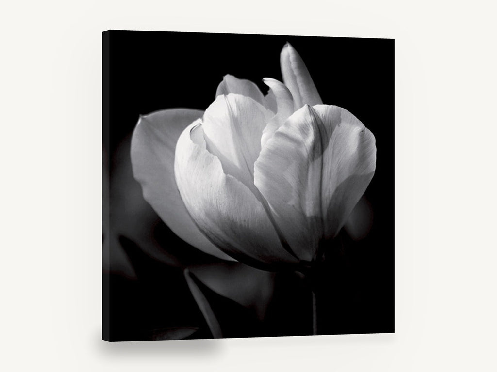 White Tulip in Shadow, white tulip black and white photograph, floral canvas wall art print ready to hang