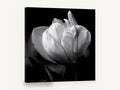 White Tulip in Shadow, white tulip black and white photograph, floral canvas wall art print ready to hang