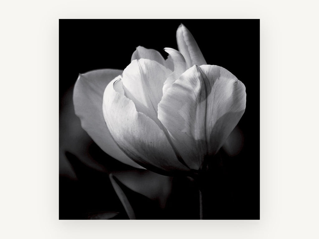 White Tulip in Shadow, floral canvas wall art print, front view