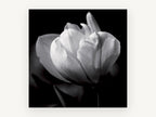 White Tulip in Shadow, floral canvas wall art print, front view