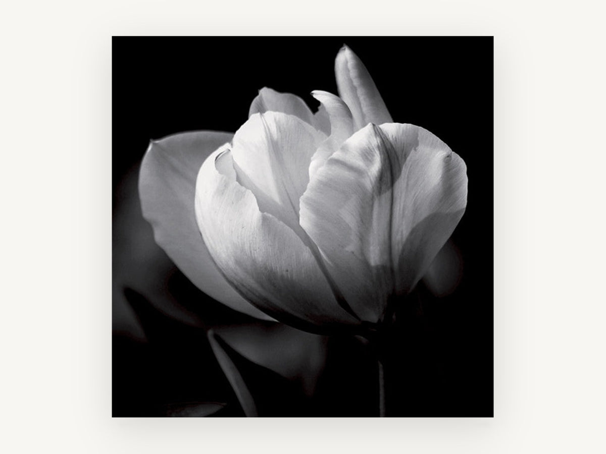 White Tulip in Shadow, floral canvas wall art print, front view