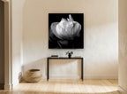 White Tulip in Shadow floral canvas print on the wall of a hallway