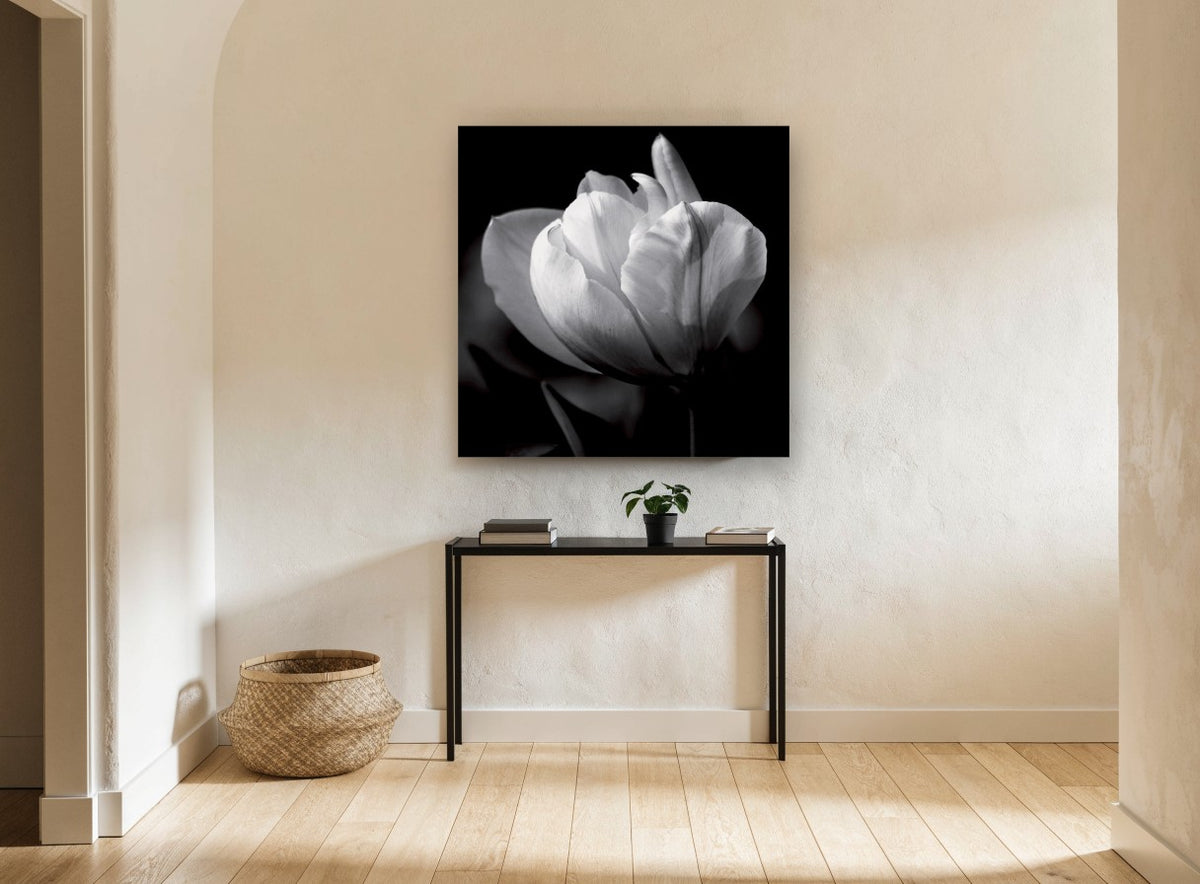 White Tulip in Shadow floral canvas print on the wall of a hallway