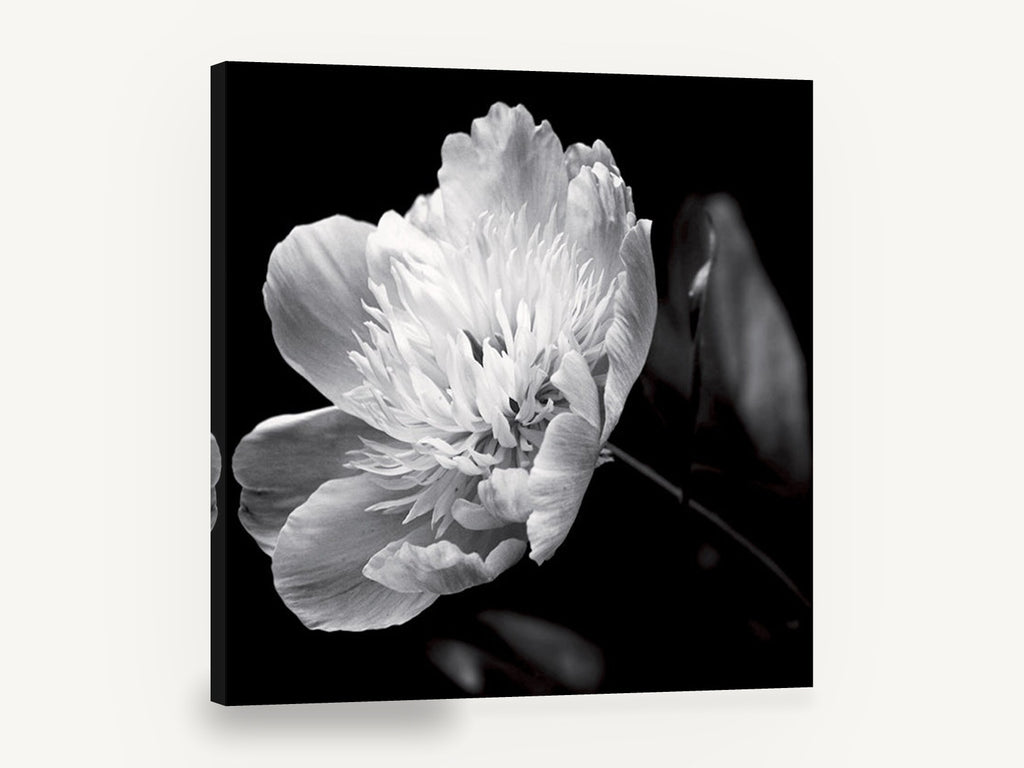 Midnight Peony Bloom, black and white peony flower photograph, floral canvas wall art print ready to hang