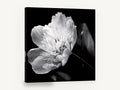 Midnight Peony Bloom, black and white peony flower photograph, floral canvas wall art print ready to hang