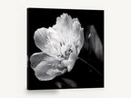 Midnight Peony Bloom, black and white peony flower photograph, floral canvas wall art print ready to hang