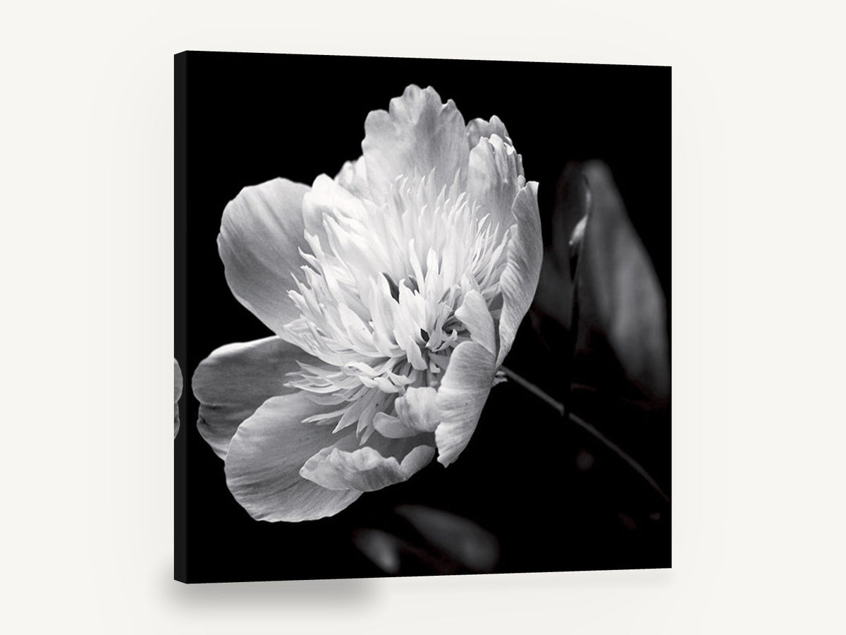 Midnight Peony Bloom, black and white peony flower photograph, floral canvas wall art print ready to hang
