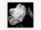 Midnight Peony Bloom, floral canvas wall art print, front view