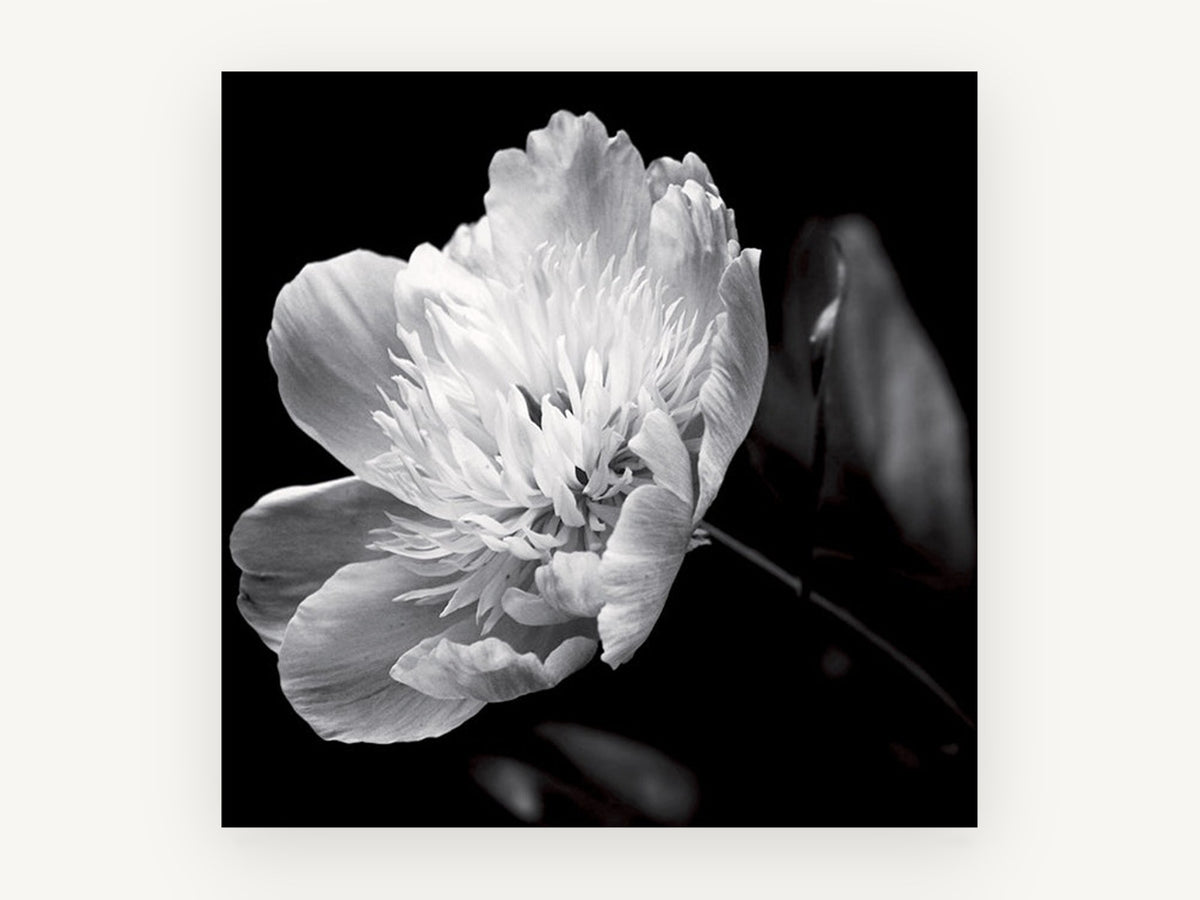 Midnight Peony Bloom, floral canvas wall art print, front view