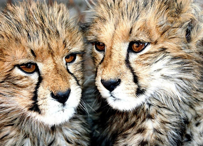 Cheetah Cubs Wall Art Print