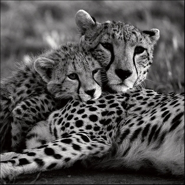 Cheetah With Cub Wall Art Print