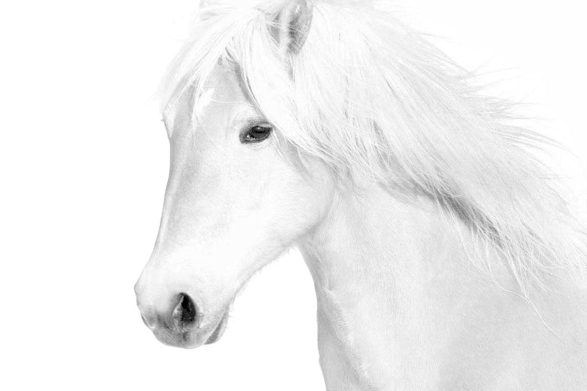 Classic White Wall Art Print