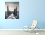 Coniferous Trees on the wall