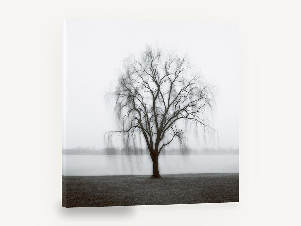 Willow in the Mist, misty willow tree black and white photograph, landscape canvas wall art print ready to hang