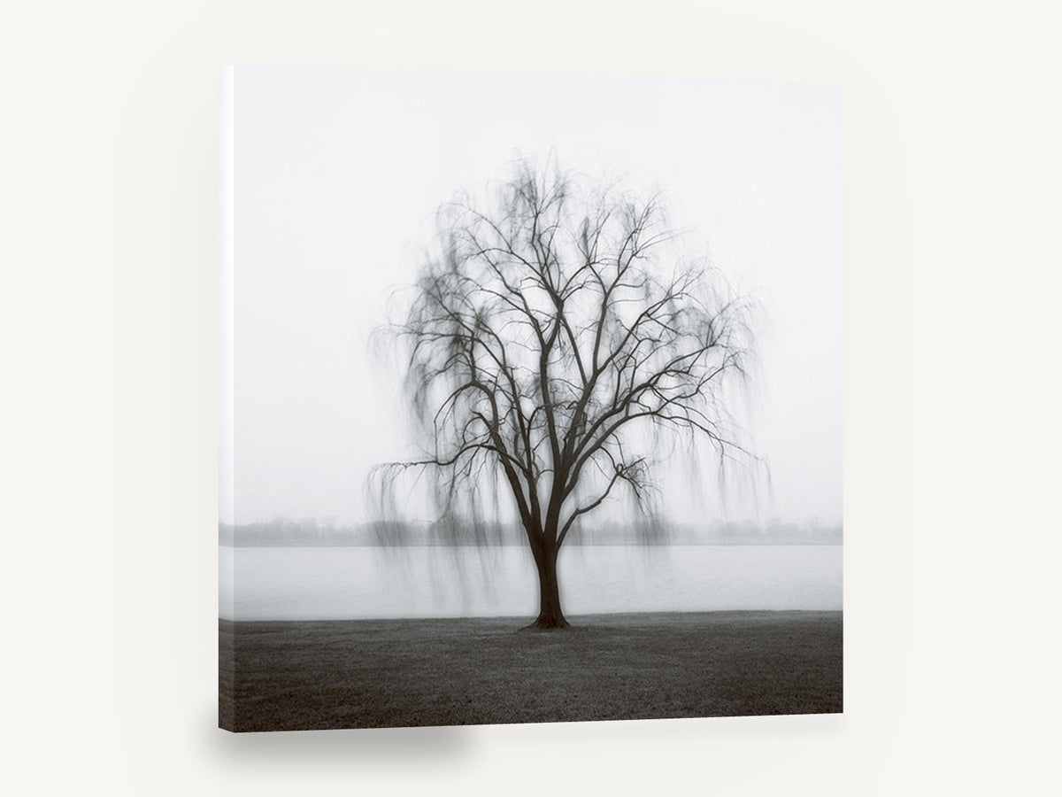 Willow in the Mist, misty willow tree black and white photograph, landscape canvas wall art print ready to hang