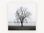 Willow in the Mist, misty willow tree black and white photograph, landscape canvas wall art print, front view