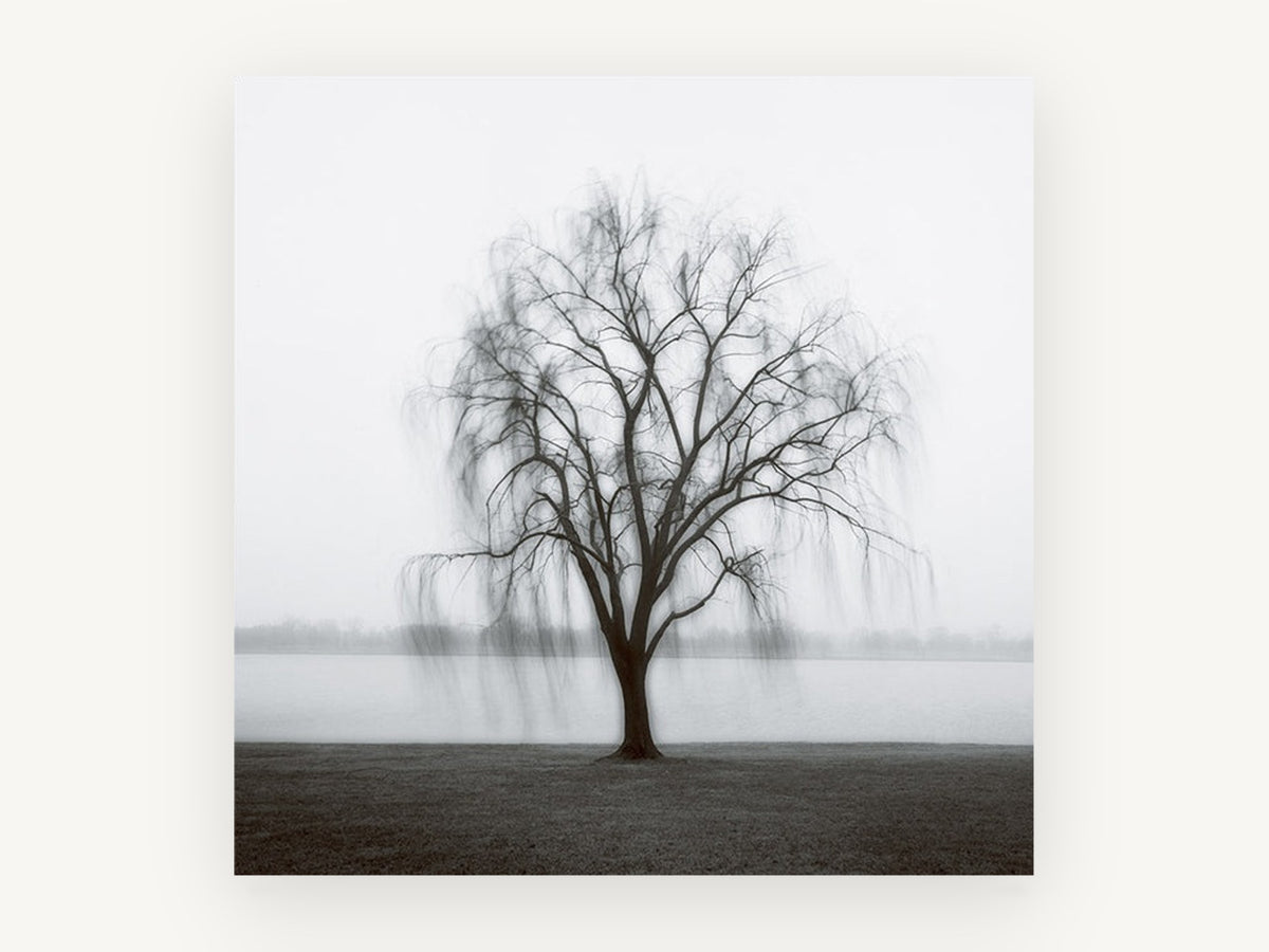 Willow in the Mist, misty willow tree black and white photograph, landscape canvas wall art print, front view