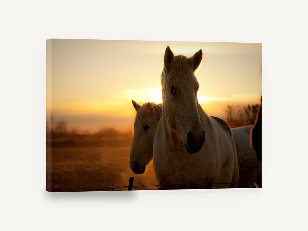 Horses at Golden Sunrise, white horses sunrise photograph, landscape canvas wall art print ready to hang