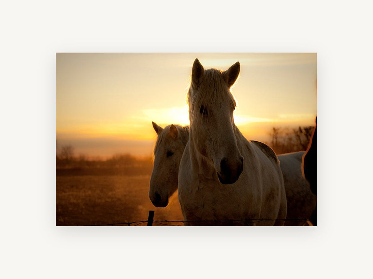 Horses at Golden Sunrise, white horses sunrise photograph, landscape canvas wall art print, front view