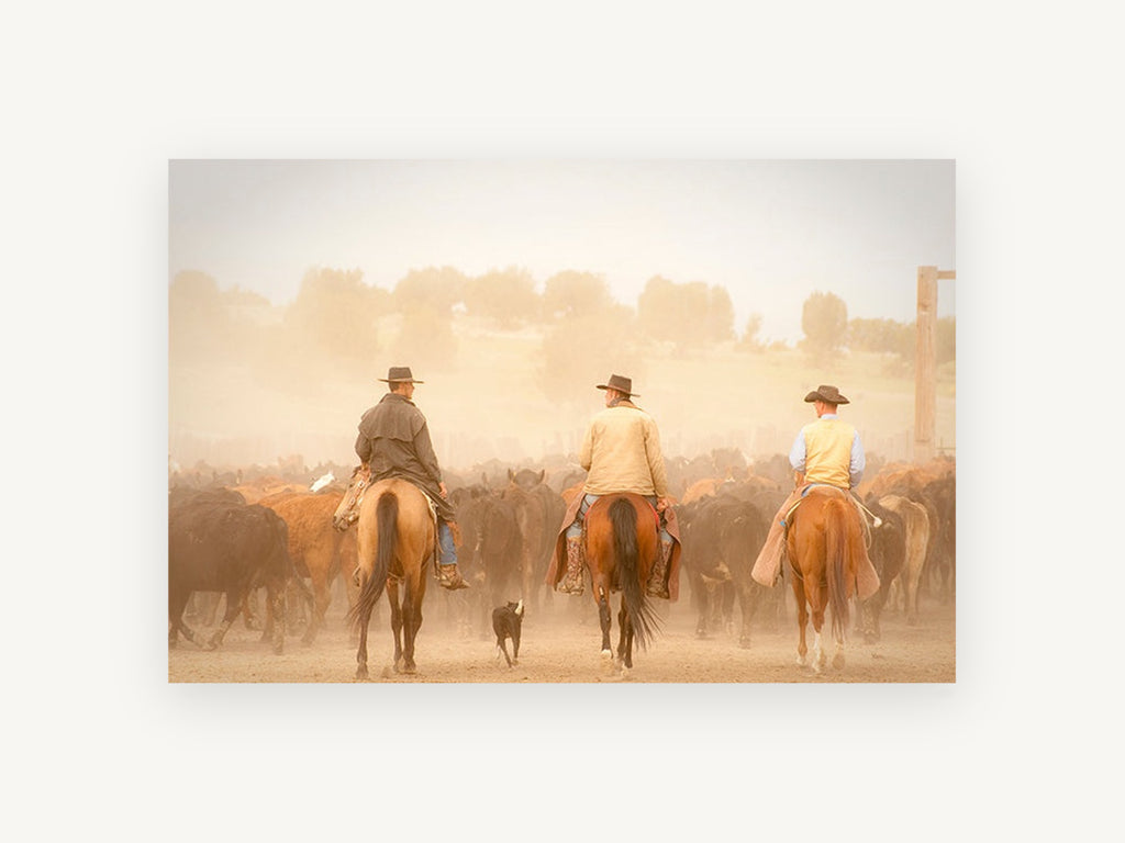 Dusty Cattle Drive, cowboys cattle drive horses photograph, animal canvas wall art print, front view