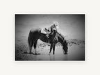 Waterhole Rest, horse drinking cowgirl black and white photograph, animal canvas wall art print, front view