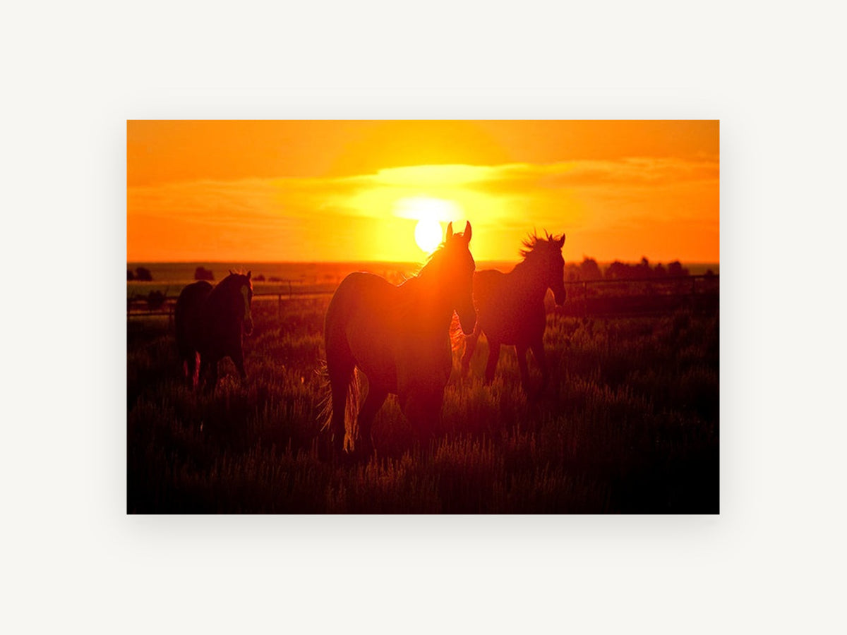 Horses at Sundown, silhouetted horses sunset field photograph, landscape canvas wall art print, front view