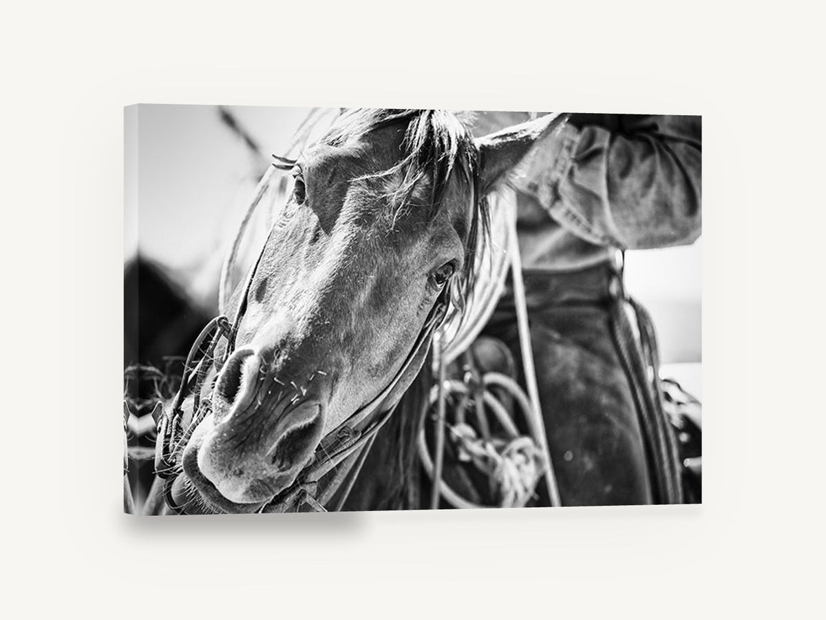 Working Horse Close-Up, black and white horse photograph, animal canvas wall art print ready to hang