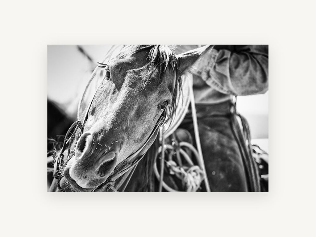 Working Horse Close-Up, black and white horse photograph, animal canvas wall art print, front view