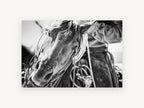 Working Horse Close-Up, black and white horse photograph, animal canvas wall art print, front view