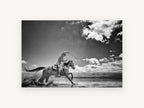 Galloping Through Shallows, cowboy horse black and white photograph, animal canvas wall art print, front view