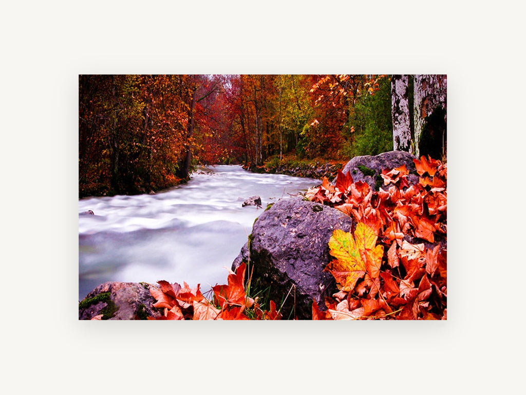 Crimson Creek Bend, autumn river forest leaves photograph, landscape canvas wall art print, front view