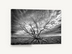 Bare Branches Storm, dead tree stormy sky black and white photograph, landscape canvas wall art print ready to hang