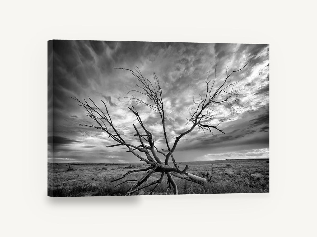 Bare Branches Storm, dead tree stormy sky black and white photograph, landscape canvas wall art print ready to hang