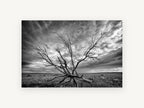 Bare Branches Storm, dead tree stormy sky black and white photograph, landscape canvas wall art print, front view
