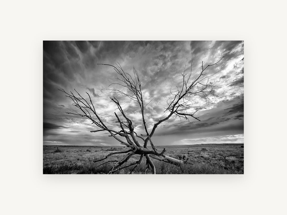 Bare Branches Storm, dead tree stormy sky black and white photograph, landscape canvas wall art print, front view