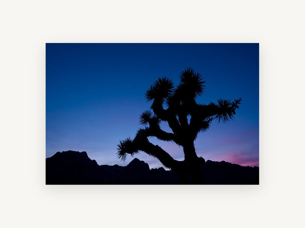 Joshua Tree Dusk, joshua tree silhouette dusk photograph, landscape canvas wall art print, front view