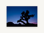 Joshua Tree Dusk, joshua tree silhouette dusk photograph, landscape canvas wall art print, front view