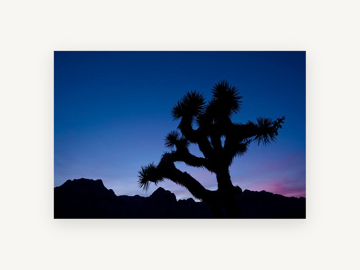 Joshua Tree Dusk, joshua tree silhouette dusk photograph, landscape canvas wall art print, front view