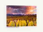 Aspen Gold Ridge, autumn aspens snowy mountain sunset photograph, landscape canvas wall art print ready to hang