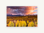 Aspen Gold Ridge, autumn aspens snowy mountain sunset photograph, landscape canvas wall art print, front view